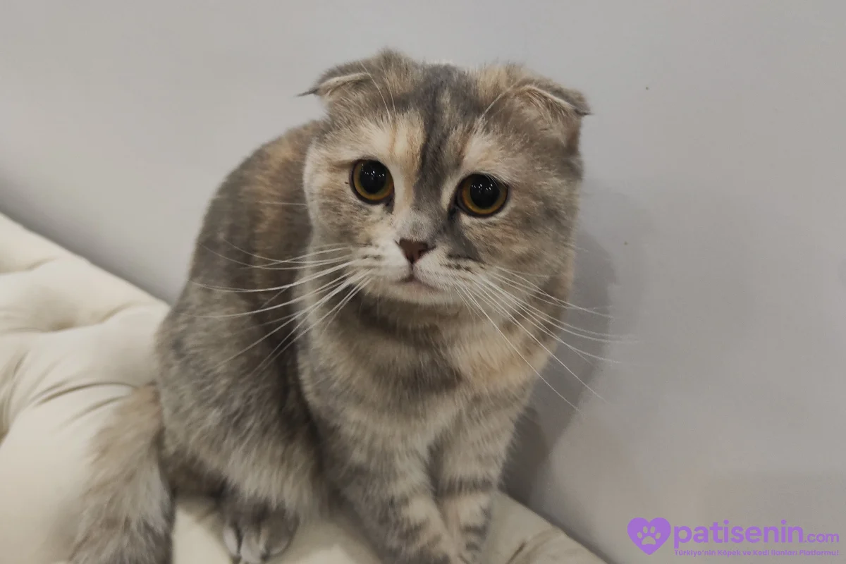 Safkan Scottish Fold 2