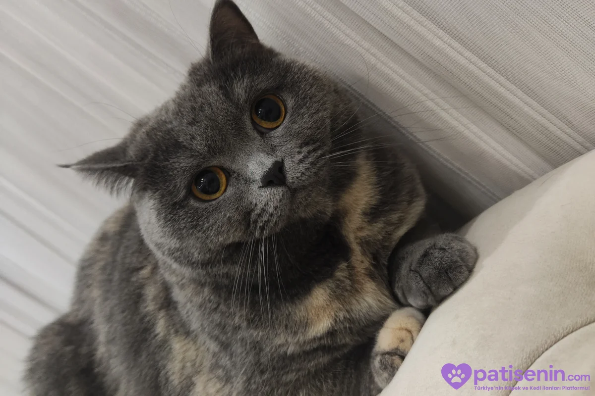 Safkan British Shorthair 1