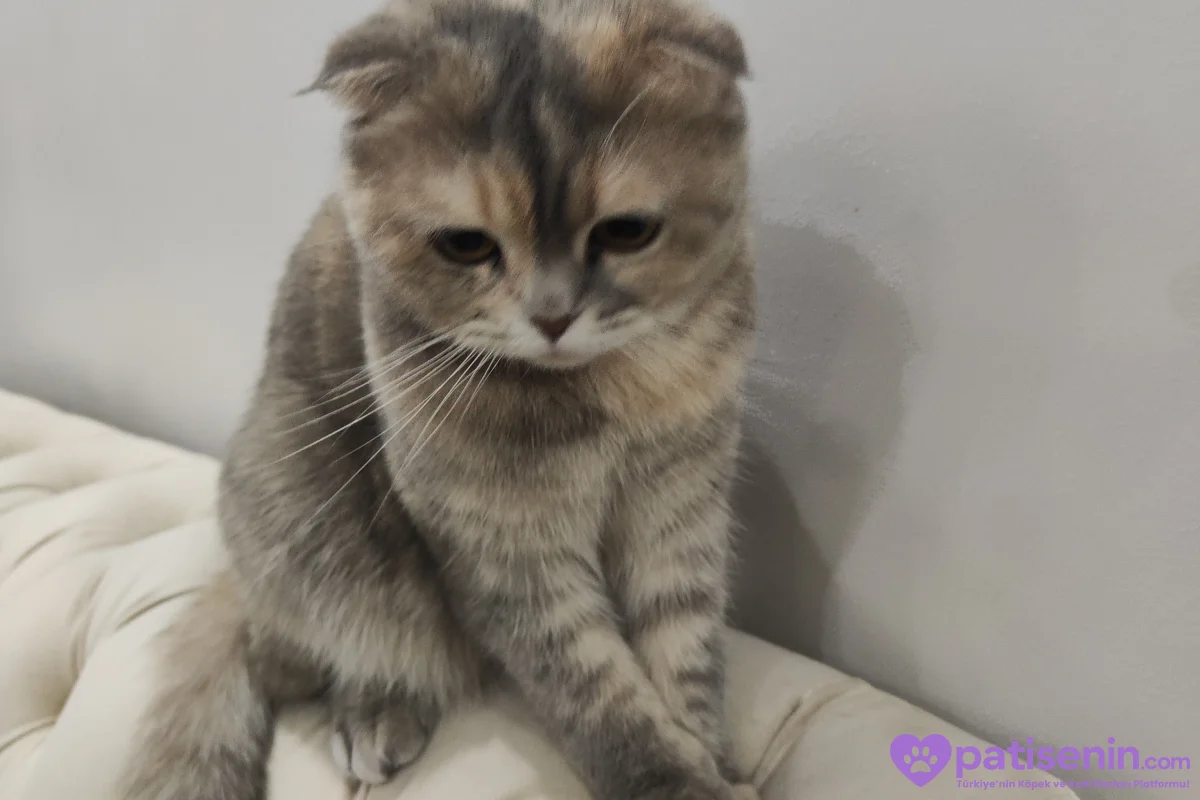 Safkan Scottish Fold 3