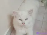 Terk edilmiş yaşını tam bilmiyoruz