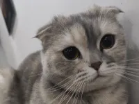 Safkan Scottish Fold
