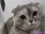 Safkan Scottish Fold
