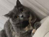 Safkan British Shorthair
