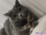 Safkan British Shorthair