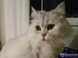 3 yaşına yakın britis long hair cinsi ev kedisi