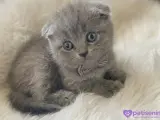 Bal küpü bu minnoşlar teslime hazır