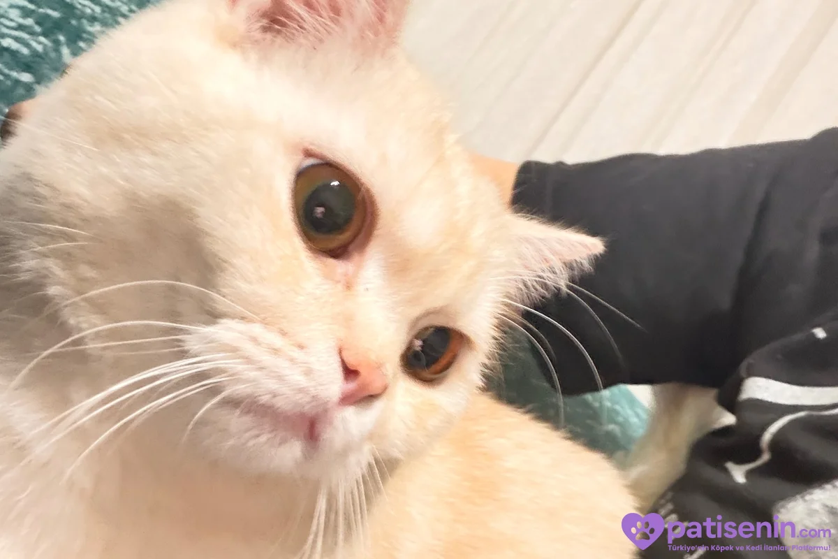 Sakin British Shorthair Kedimiz 2