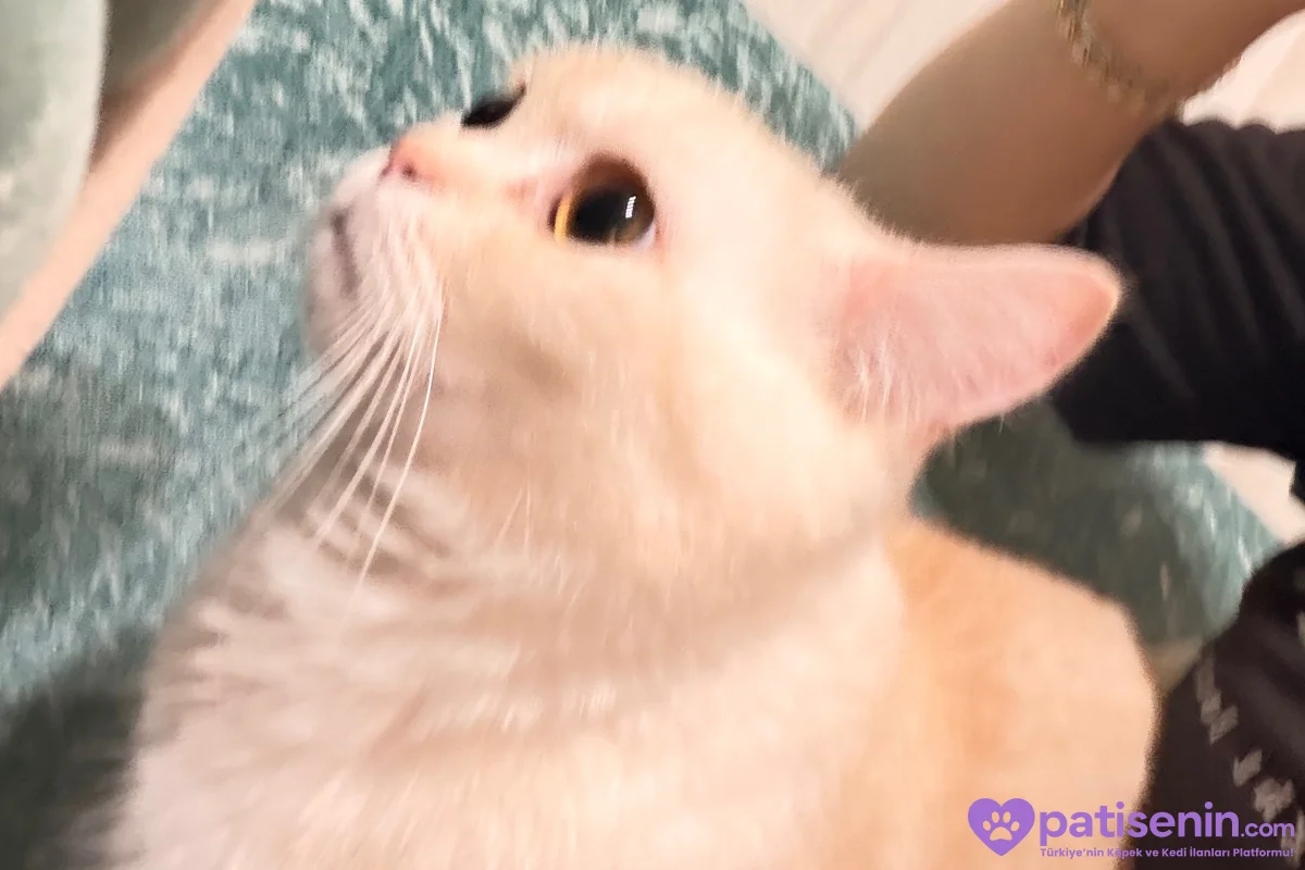 Sakin British Shorthair Kedimiz 3