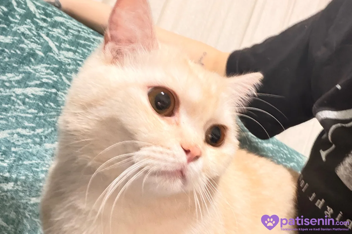 Sakin British Shorthair Kedimiz 4
