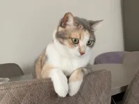 Kısırlaştırılmış Tekir Kedi (Lila)