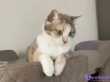 Kısırlaştırılmış Tekir Kedi (Lila)