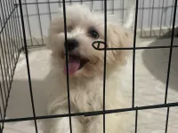 3 Aylık MALTESE YAVRUMUZA YUVA ARIYORUZ