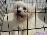 3 Aylık MALTESE YAVRUMUZA YUVA ARIYORUZ