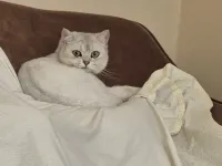 1 yaş erkek kısırlaştrılmış  erkek kedi  aşıları tamam alan kişi tekar yapyrıcak her ay