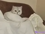 1 yaş erkek kısırlaştrılmış  erkek kedi  aşıları tamam alan kişi tekar yapyrıcak her ay