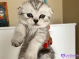 Boncuk minnoşlar teslime hazır