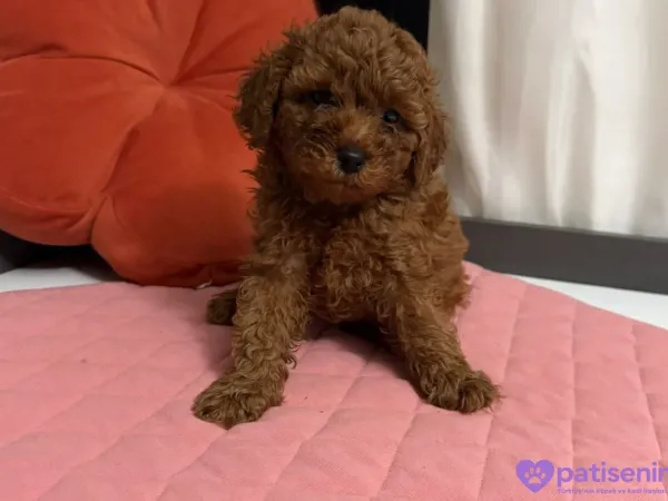 TOY POODLE ERKEK YAVRU