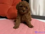 TOY POODLE ERKEK YAVRU