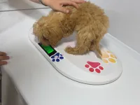 2 aylik Toy Poodle