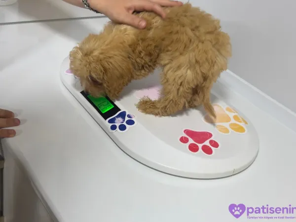 2 aylik Toy Poodle