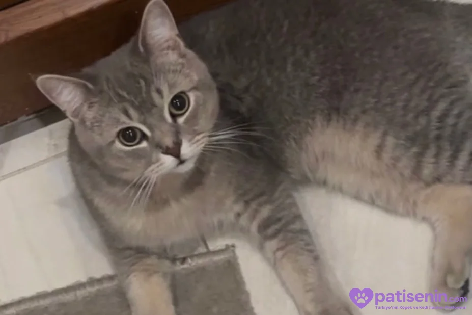 7 aylık british shorthair 5