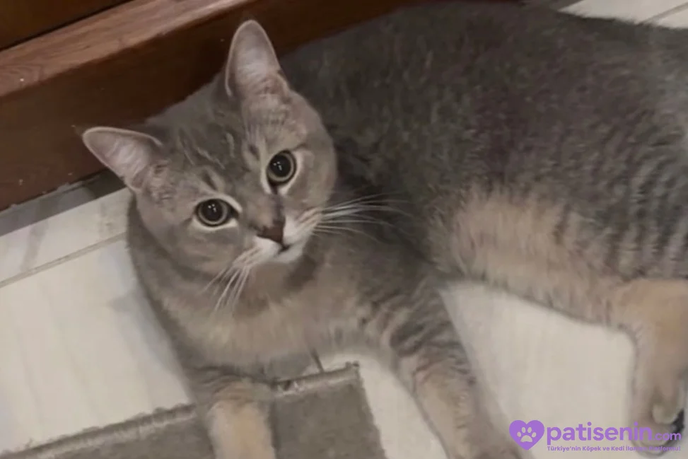 7 aylık british shorthair 2