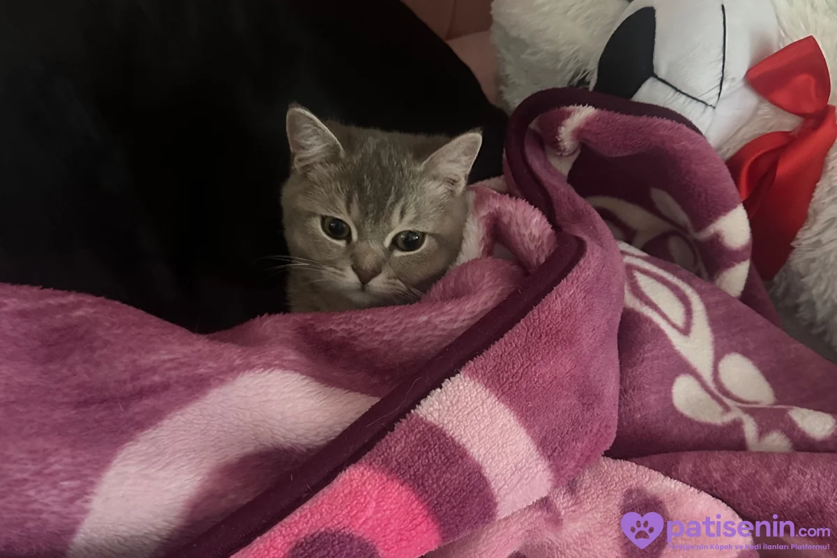 7 aylık british shorthair 4