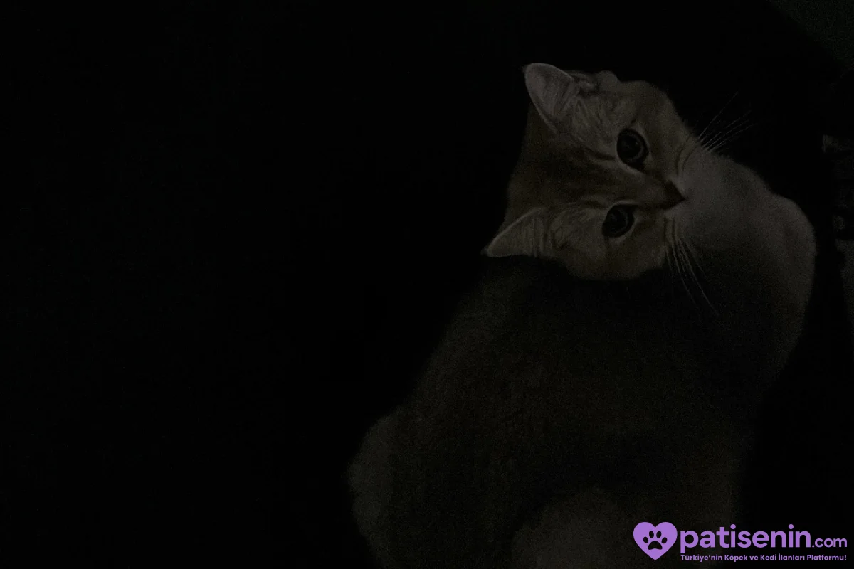 7 aylık british shorthair 3