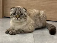 1 yaşında Scoottish satılık ama çok uygun sadece malzemelerin parası alıyorum herşeyi yeni alınmış