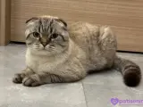 1 yaşında Scoottish satılık ama çok uygun sadece malzemelerin parası alıyorum herşeyi yeni alınmış