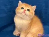 british golden bebeğimiz