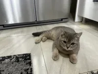 7 aylık british shorthair