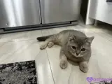 7 aylık british shorthair