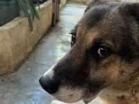 Sibirya kurdu kırması aile ile yaşayan
