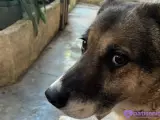 Sibirya kurdu kırması aile ile yaşayan