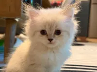 2 Aylık British Longhair Lynx Point