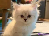 2 Aylık British Longhair Lynx Point