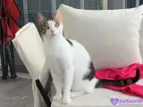 Erkek Kısırlaştırılmış Tekir Kedi Sahiplendirme