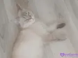 Britsh Shorthair, Dişi Mavi Gözlü Gri Beyaz Tüm Eğitimleri Var. Yavru Kedi :)
