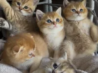 GOLDEN BRİTHİS -SCOTHIS