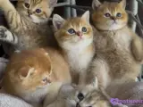 GOLDEN BRİTHİS -SCOTHIS