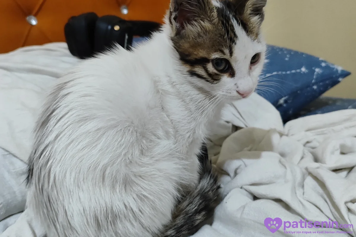 Zorlu Günleri Atlattı, Şimdi Ömürlük Yuvasını Arıyor! 🐾❤️ 2