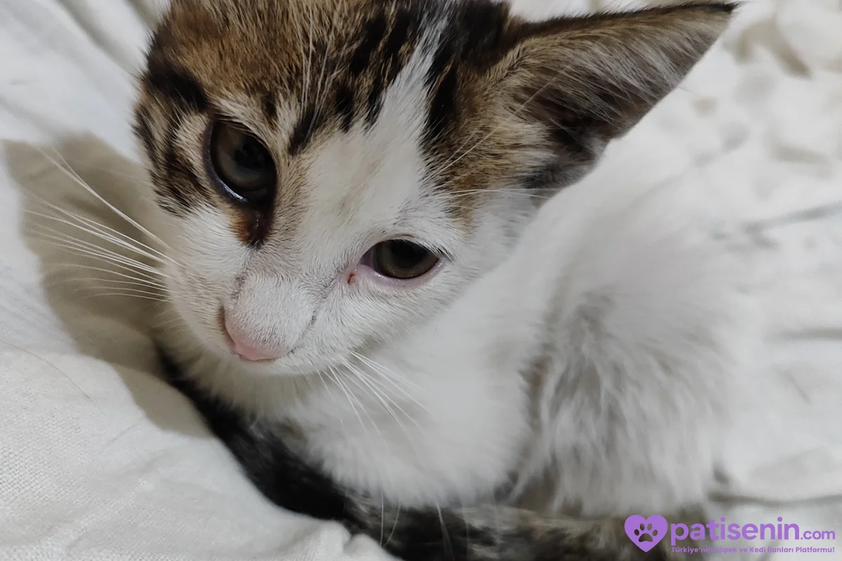Zorlu Günleri Atlattı, Şimdi Ömürlük Yuvasını Arıyor! 🐾❤️ 4