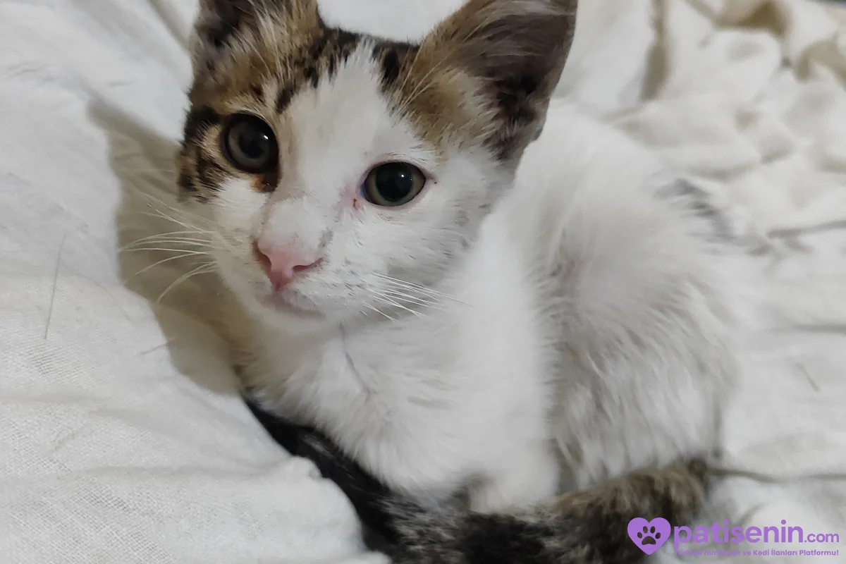 Zorlu Günleri Atlattı, Şimdi Ömürlük Yuvasını Arıyor! 🐾❤️ 1