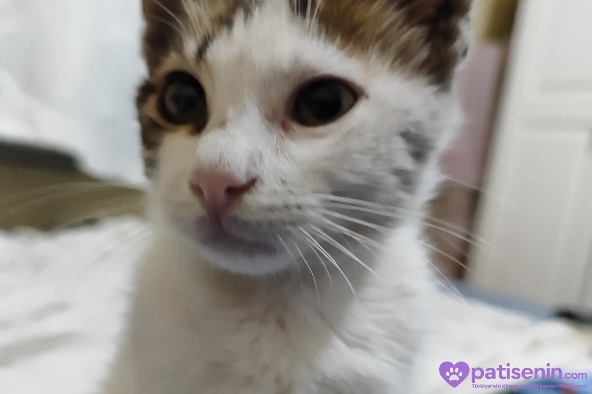 Zorlu Günleri Atlattı, Şimdi Ömürlük Yuvasını Arıyor! 🐾❤️ 3