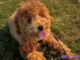 5 aylık dişi toy poodle
