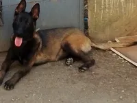 7aylık belçika melinois günü gelen tüm aşıları yapıldı özel bakımlı bir evlat yer sıkıntısı nedeniyle sahiplendirilecek