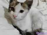 Zorlu Günleri Atlattı, Şimdi Ömürlük Yuvasını Arıyor! 🐾❤️