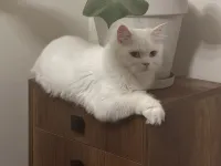 3 yaşında beyaz british longhair pamuk kedimiz sahiplendirilecektir