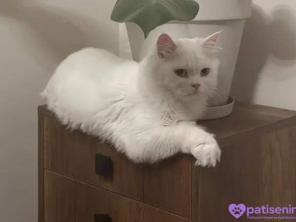3 yaşında beyaz british longhair pamuk kedimiz sahiplendirilecektir